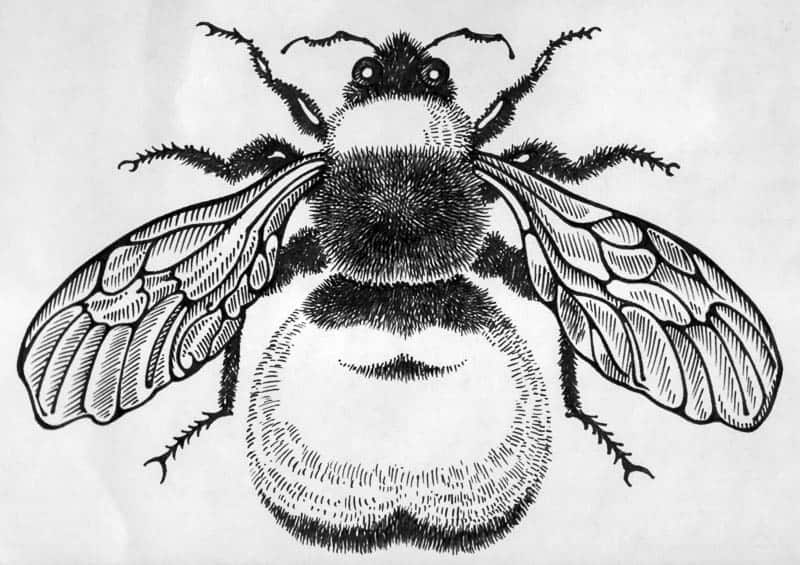 Artwork for Willie and the Bumblebees by David Lynas